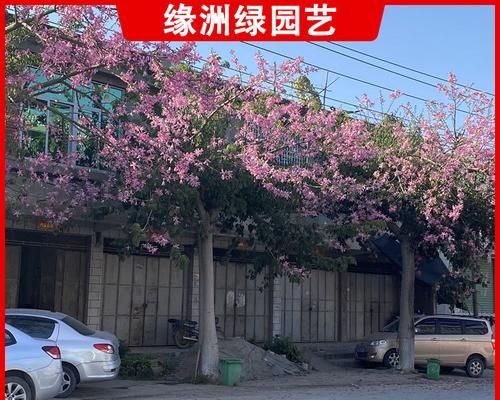 探索全冠树的奇妙之处（一种独特的树形结构及其应用领域）