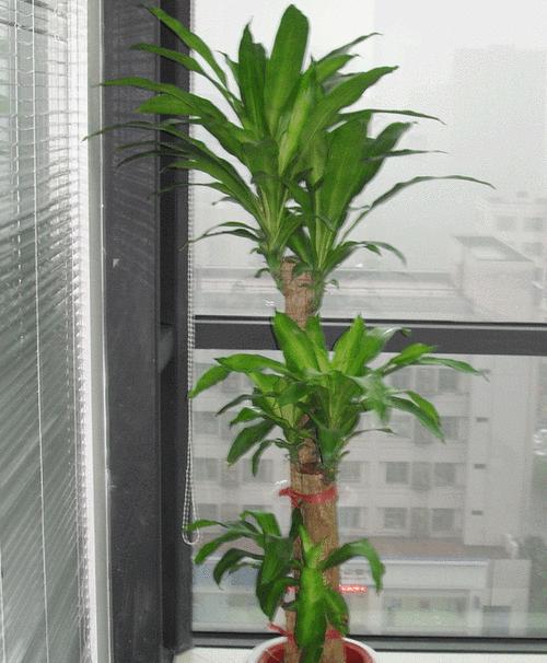 巴西木在室内养护的注意事项（毒性较强）