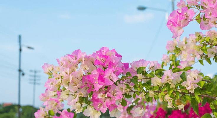 三角梅的花语——爱的守护（传递情感的花朵）