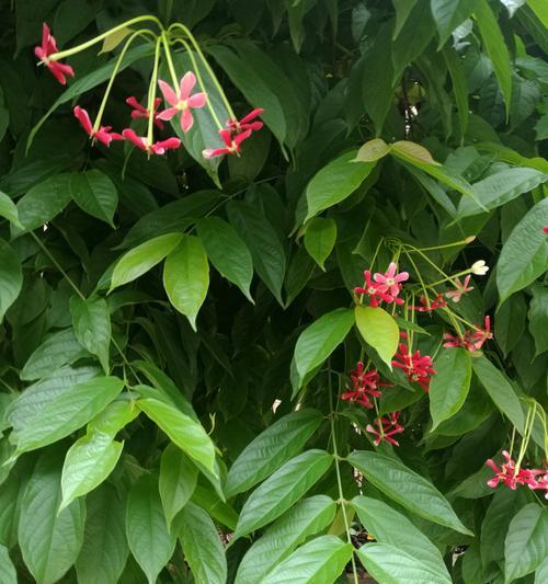 君子花语与寓意（探寻花朵背后的精神内涵）