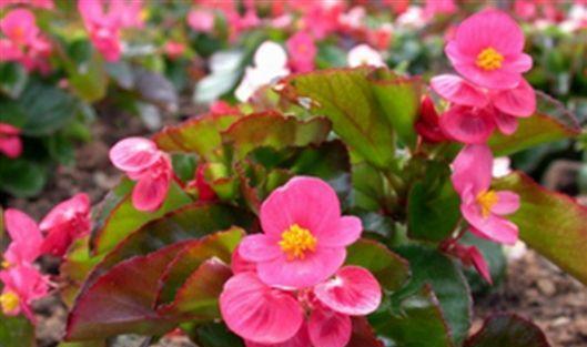 四季海棠花（探寻四季海棠花的花语和寓意）