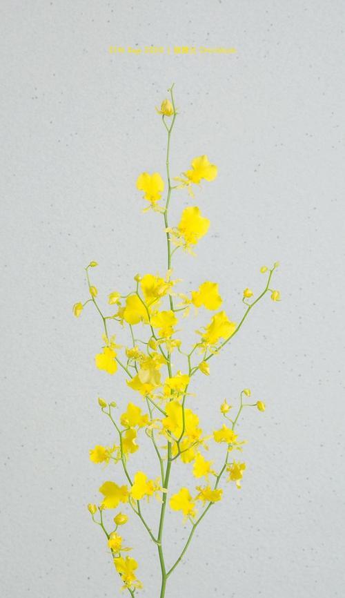 以跳舞兰的花语（揭示跳舞兰的花语之美）