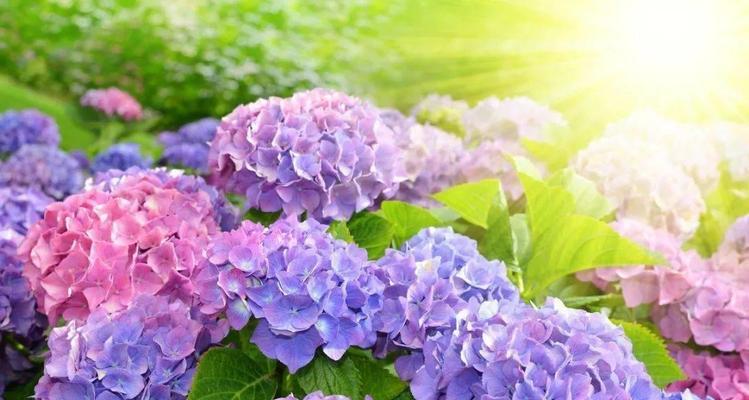绣球花的寓意与象征意义（探寻绣球花的美与哲思）