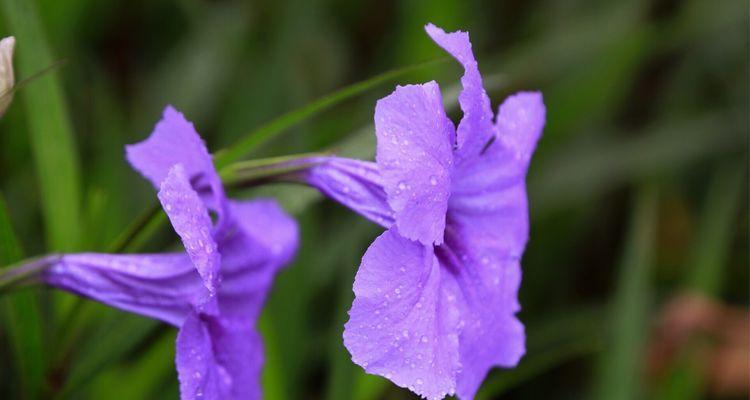 紫花翠芦莉的花语与意义（揭示紫花翠芦莉的神秘之美）