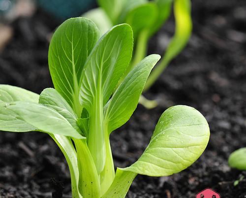 白菜的耐寒温度剖析（掌握白菜耐寒温度）