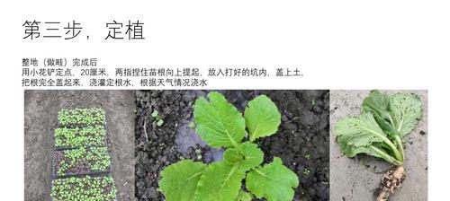 白菜的适宜生长温度与抗寒能力探究（白菜的生长条件）