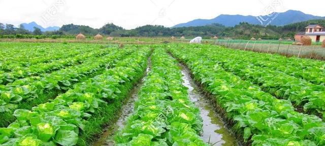 北方大白菜的最佳种植时间（科学选择种植时间）