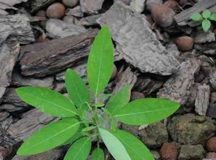 舞动的花海（沐浴阳光）