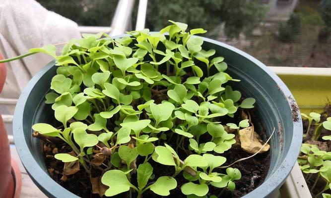 白菜是一种种子植物（认识白菜的种子和生长过程）