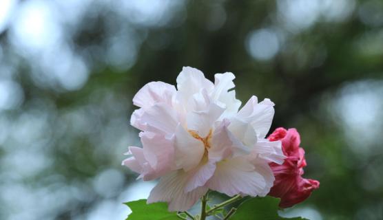 白芙蓉花的寓意（寓意深远的白芙蓉花传承着什么）