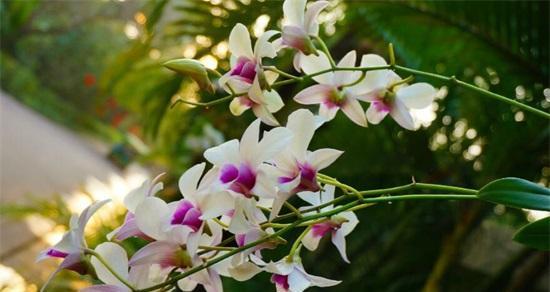 勇敢独立的植物世界（探索植物王国中的顽强生命力）
