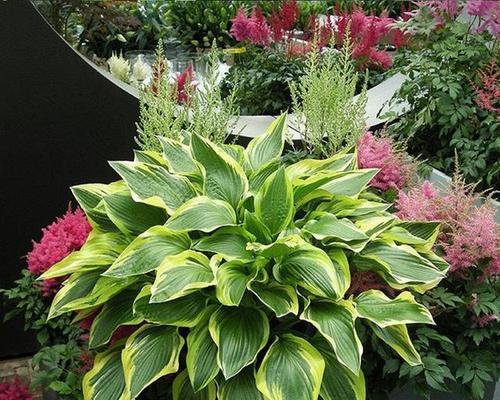 象征父母的植物及其意义（以植物为媒介）