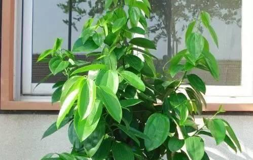象征平安的植物——带给我们内心安宁与平和的力量（传递幸福与吉祥的绿色使者）