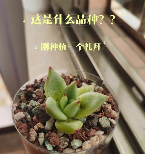 植物中的自我牺牲精神（探索自然界中的奉献和无私之美）