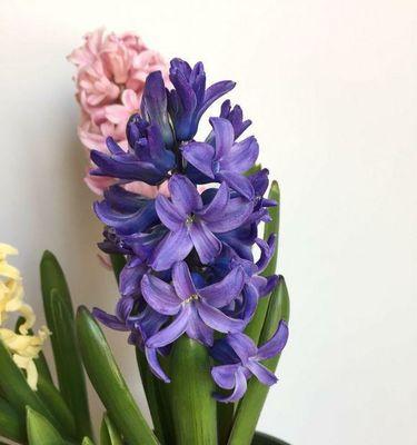 象征自信的植物之美（散发自信力量的自然守护者）