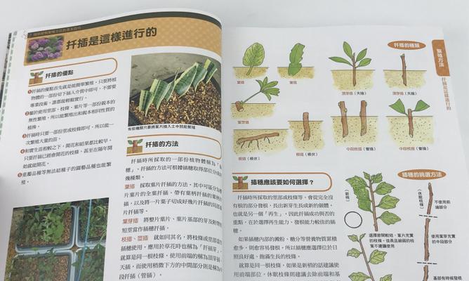 白兰花扦插繁殖方法及注意事项（掌握正确技巧）