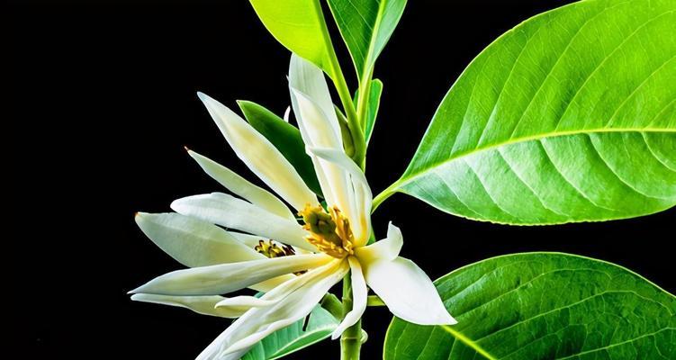白兰花的换盆技巧（让你的白兰花健康茁壮成长）