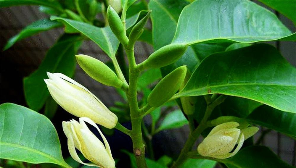 白兰开花时间及其特点（探究白兰花开花的时间和生长习性）
