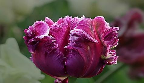 郁金香花（探索郁金香花的文化意义与象征特征）