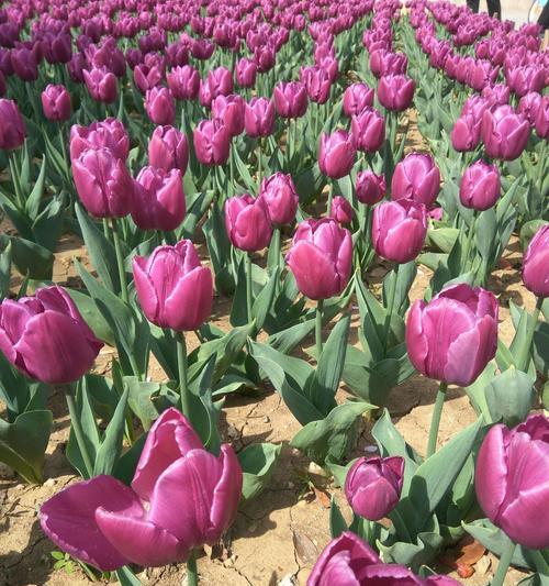 郁金香花语告诉您适合送给什么人（以郁金香传达心意）