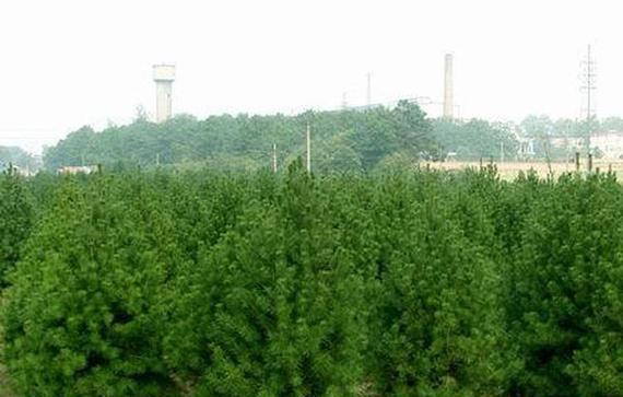 白皮松病虫害的防治方法与技术措施（从生态防治、物理防治到化学防治）
