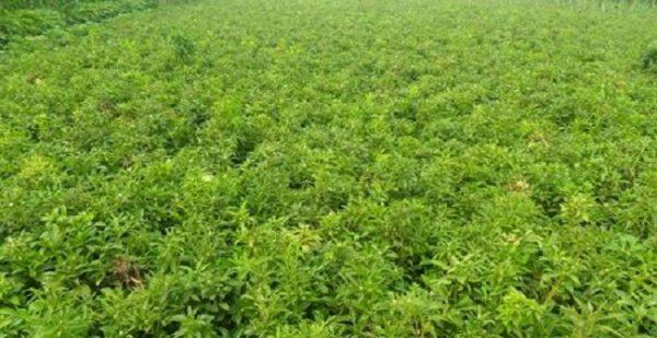 白术的种植与适应区域（了解白术的特点）