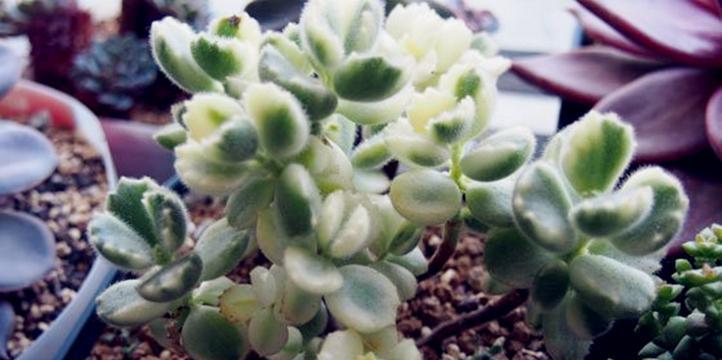 白熊多肉养殖全攻略（从种植到美化）