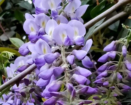 紫藤花（探寻紫藤花的花语与传说）