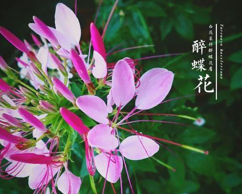醉蝶花（深情醉蝶花）
