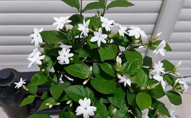 茉莉花（探索茉莉花的外貌和象征意义）