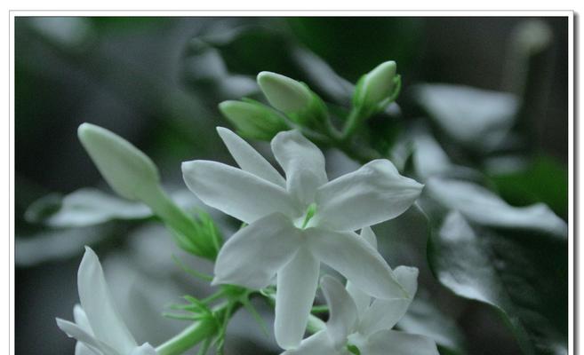 茉莉花的花语及送花意义（茉莉花的花语及送花意义解析）
