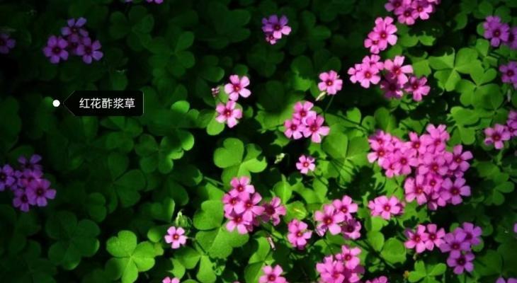 醡浆草花语——爱的无尽守候（用花语解读醡浆草的深情告白）