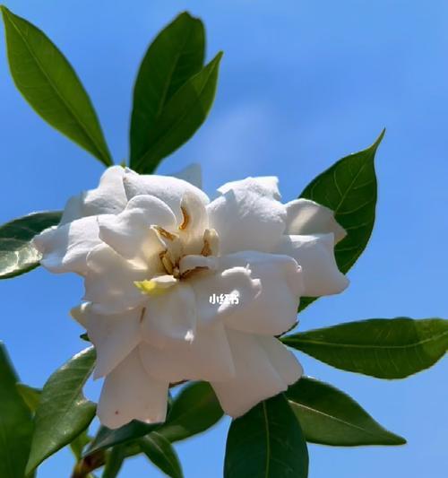 栀子花——花海中的芬芳（盛开的花朵）