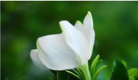栀子花花语（探寻栀子花的花语之秘）