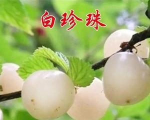 白玉樱桃南方种植全攻略（适合南方气候种植的白玉樱桃怎样栽种）