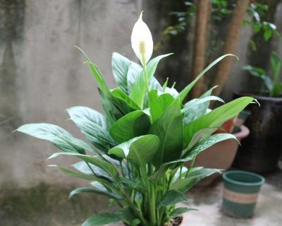 室内养白掌花的技巧（白掌花适合在室内生长吗）