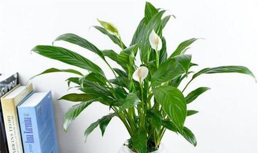 白掌（为什么白掌是理想的卧室植物）