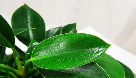 白掌的温度故事（是怕冷还是怕热）