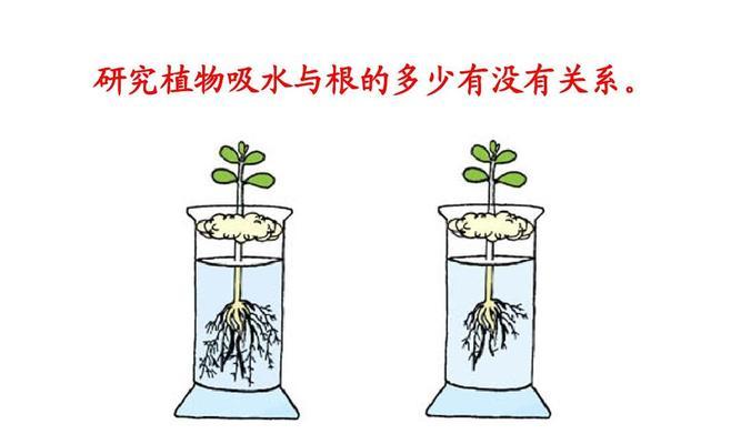 白掌扦插快速生根的方法（提高白掌扦插成活率的技巧）