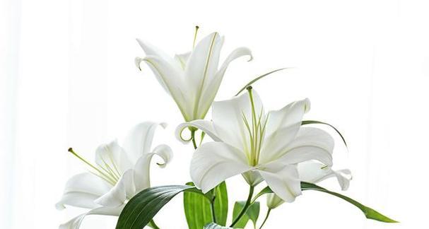 白百合花的花语与寓意（探索白百合花的深层意义）