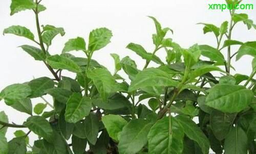 白子菜——健康养生的好选择（营养丰富）