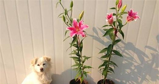 百合花的生长条件及生长地方分析（探讨百合花在不同环境下的生长情况）