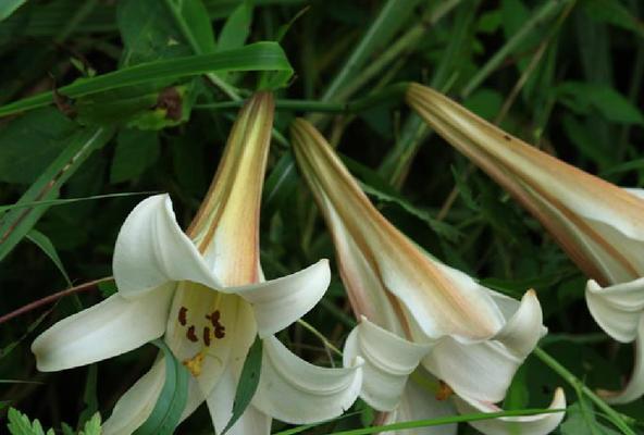 百合花的寓意与象征风水（揭示百合花的吉祥之道与居家宜忌）