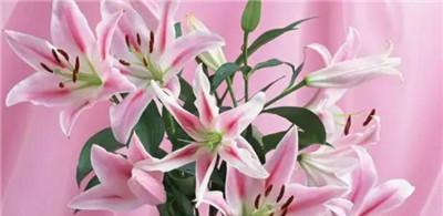 百合花的象征意义与花语（揭示百合花的深刻内涵）