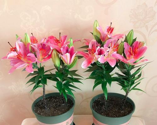 百合花开花时间分析（探究百合花开花期间的关键因素）