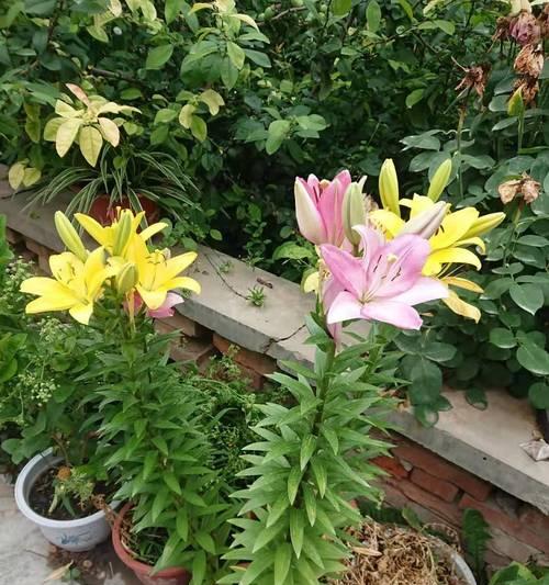 百合花的生长环境与条件（探寻百合花的生长地点和成长所需条件）