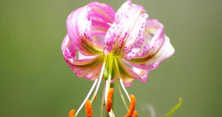 百合花不仅是被子植物，还有这些不为人知的秘密（探秘百合花的生命历程）