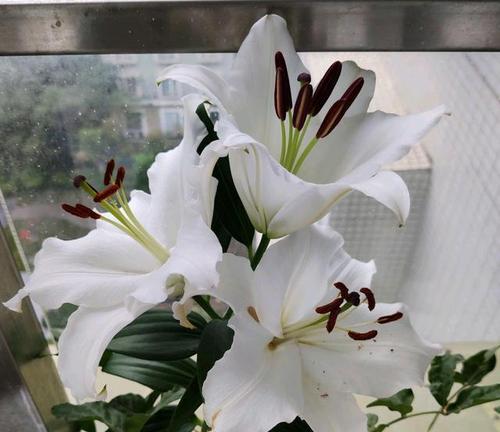 百合花到底是草本还是木本（探究百合花的生长特点及分类）