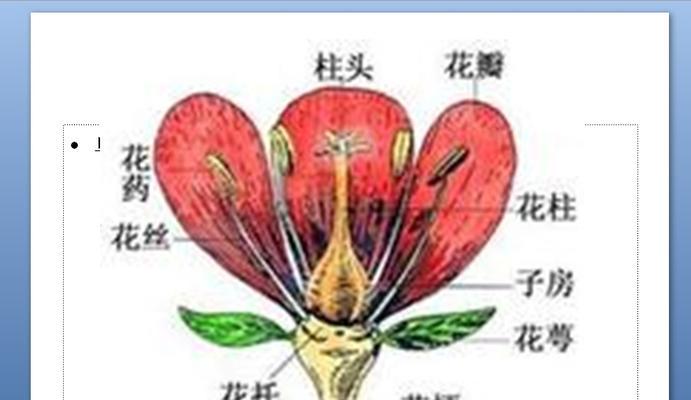 百合花（解析百合花的雄蕊和雌蕊特征及其生殖方式）