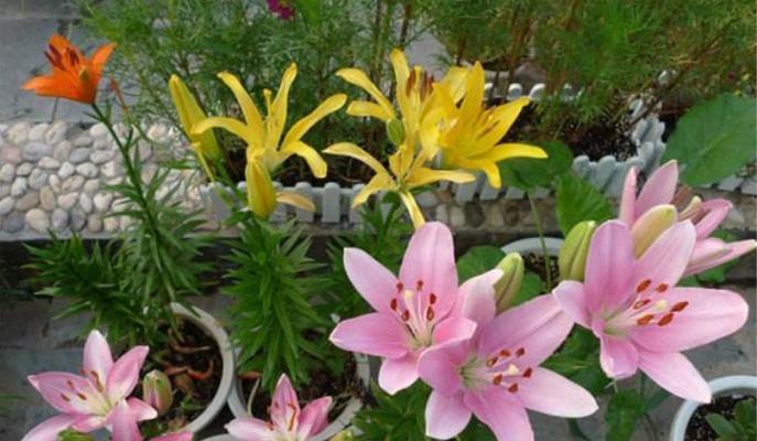 百合花开花时间的特点（探究百合花开花季节）